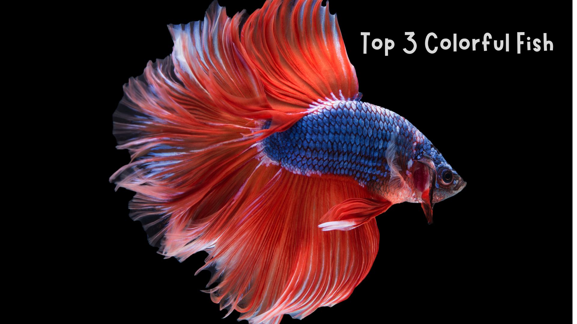 Top 3 Colorful Fish